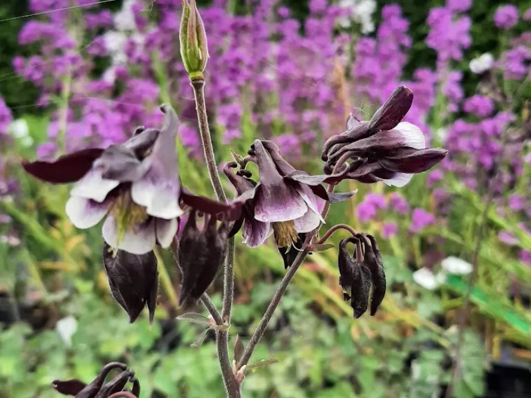 Aquilegia vulgaris 'William Guiness'