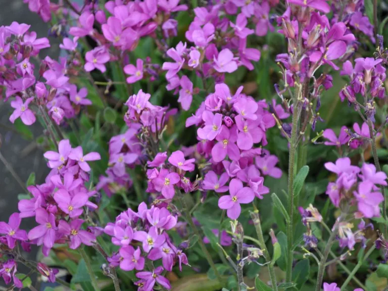 Arabis blepharophylla 'Frühlingszauber'