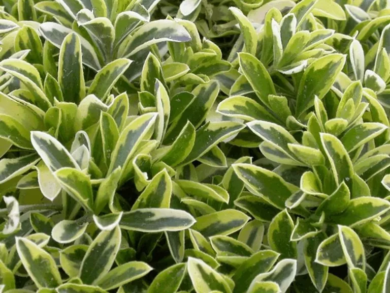 Arabis f.-cob. 'Old Gold'