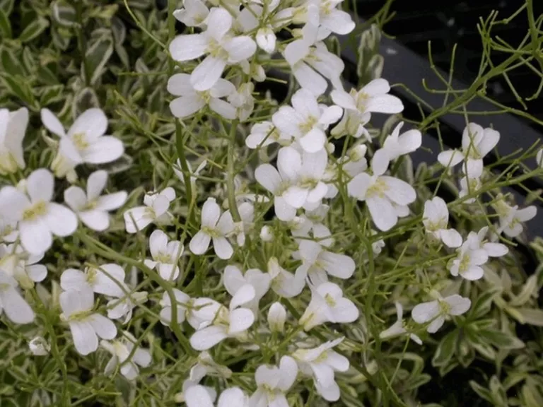 Arabis ferdinandi-coburgii 'Variegata'