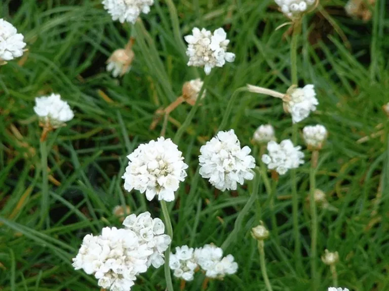 Armeria maritima 'Alba'