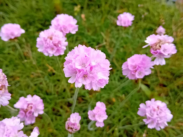 Armeria maritima 'Schöne von Felbach'