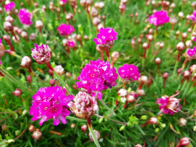 Armeria maritima 'Rosea '