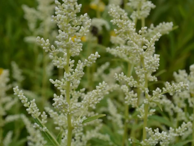 Artemisia lactiflora