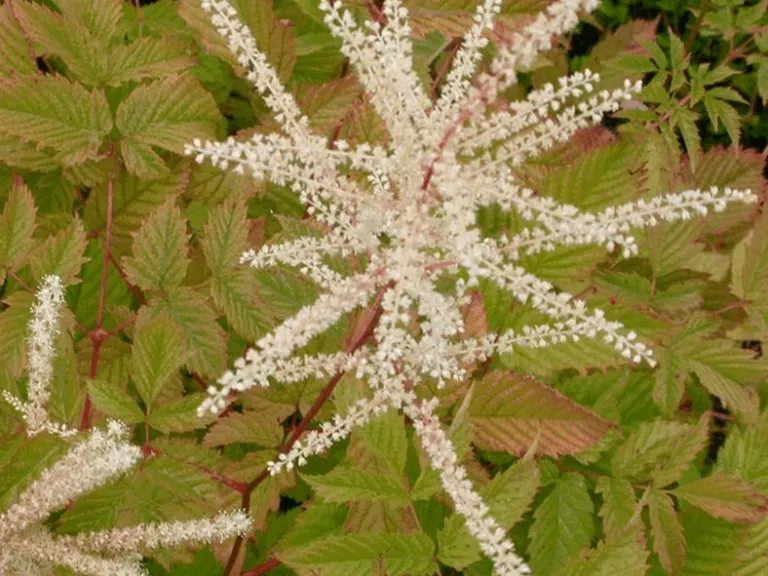 Aruncus dioicus
