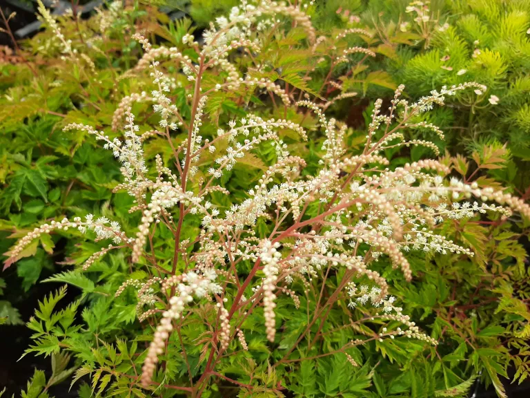 Aruncus hybride 'Johannisfest'