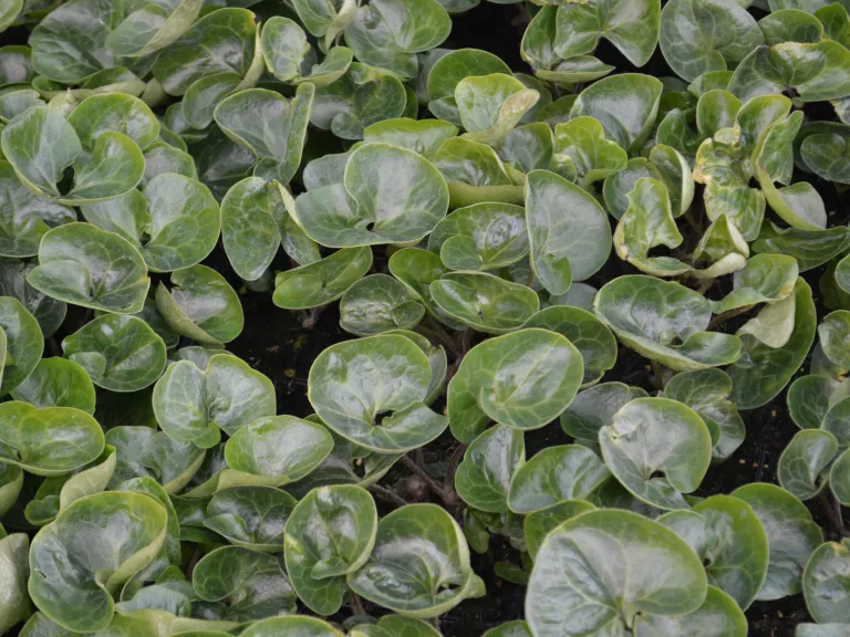Asarum europaeum