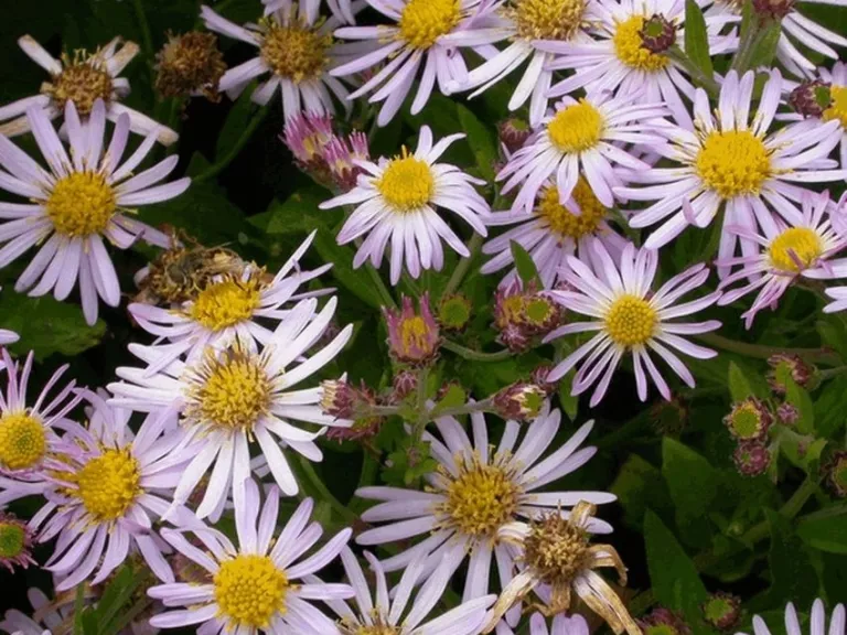 Aster ageratoïdes 'Asran'