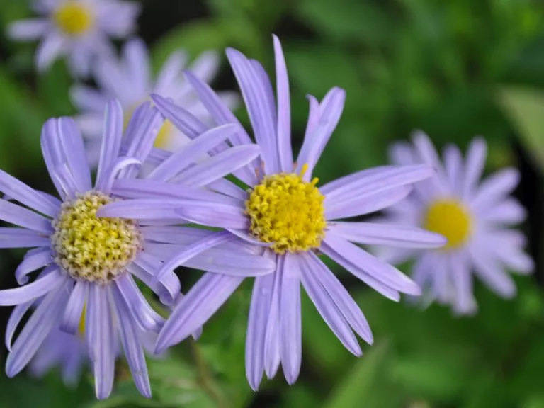 Aster amellus 'Dr.Otto Petschek'