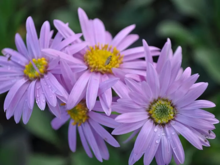 Aster amellus 'Rosa Erfüllung'