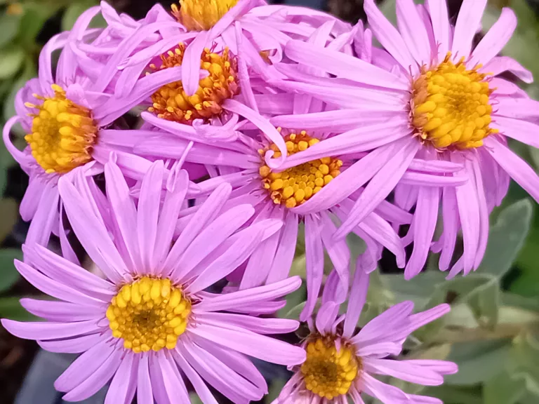 Aster amellus 'Sonia'