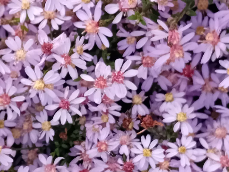 Aster cordifolius 'Ideal'