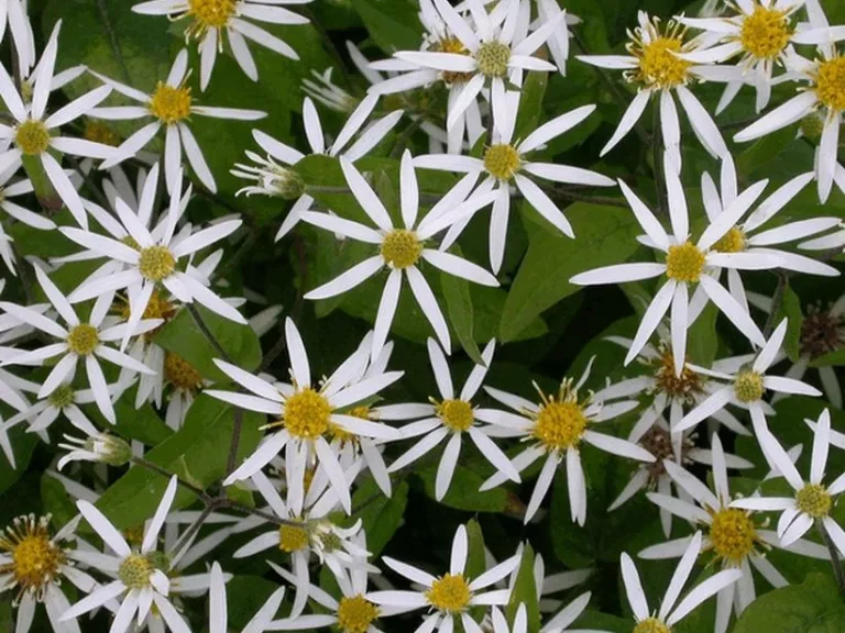 Aster divaricatus