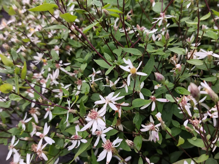 Aster divaricatus 'Beth Chatto'