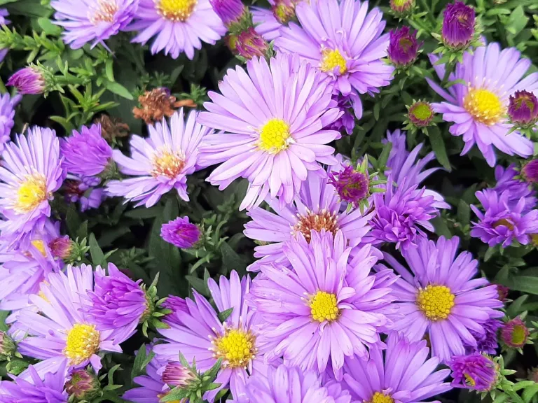 Aster dumosus 'Herbstpürzel'