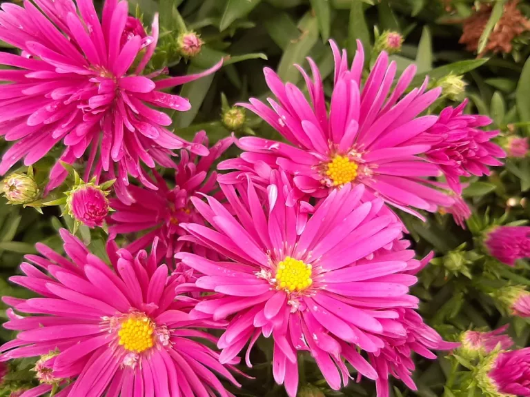 Aster dumosus 'Tonga'
