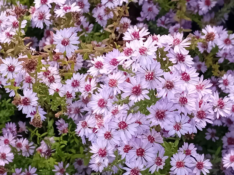Aster ericoïdes 'Blue Star'