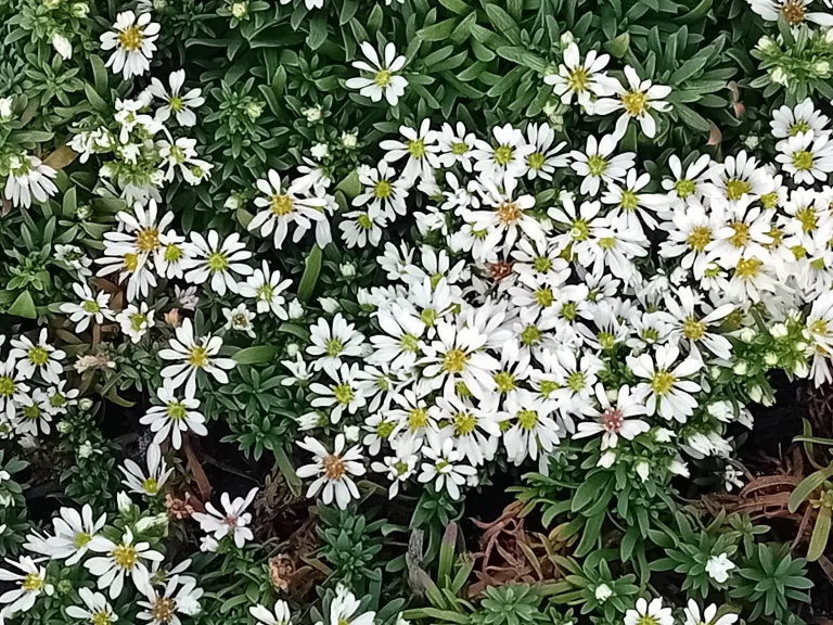 Aster ericoïdes 'Snowflurry'