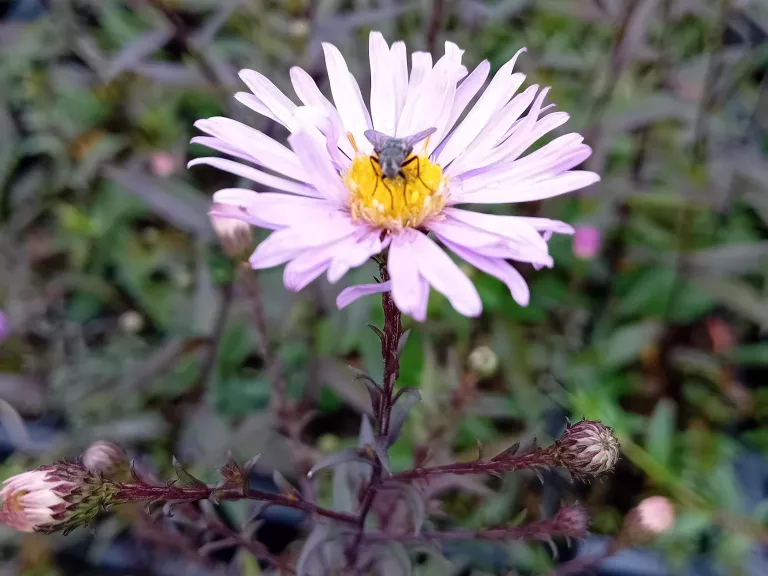 Aster hybride 'Glow in the Dark'