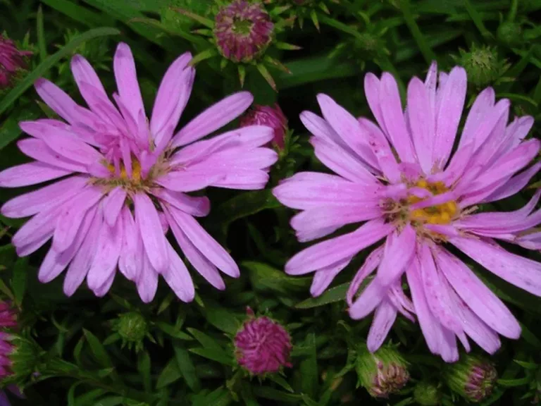 Aster hybride 'Wood's Pink'