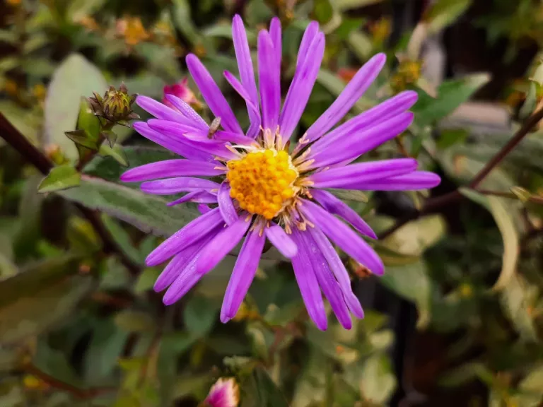 Aster laevis 'Calliope'