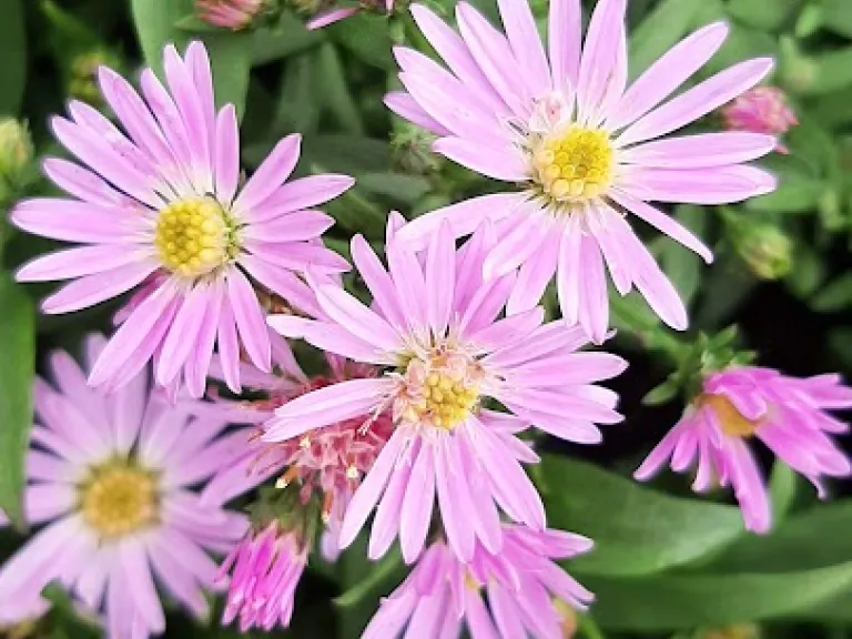 Aster lateriflorus 'Coombe Fishacre'
