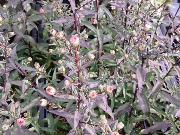 Aster laevis 'Candy on Purple'