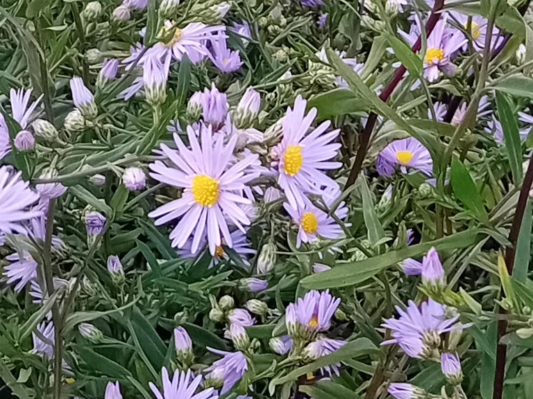 Aster laevis 'Novemberblau'