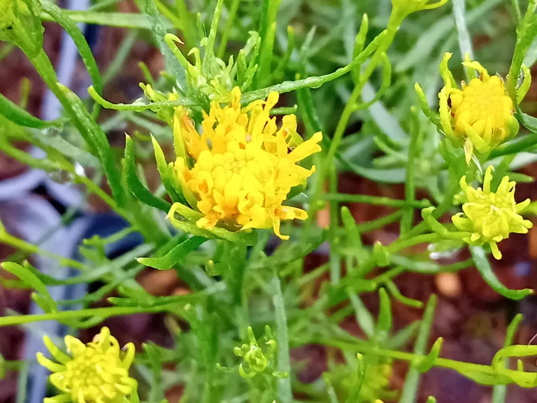Aster linosyris