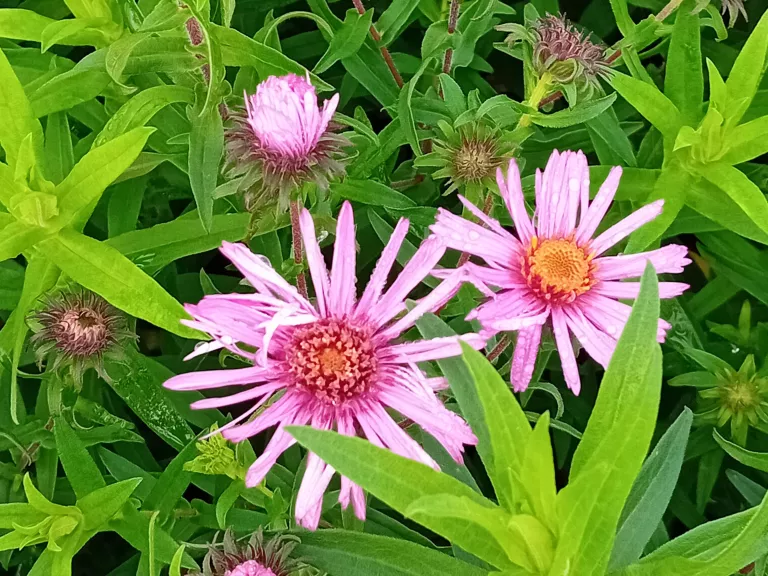 Aster novae-angliae 'Barr's Pink'