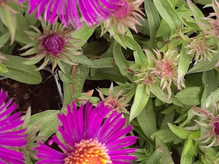 Aster novae-angliae 'Violetta'