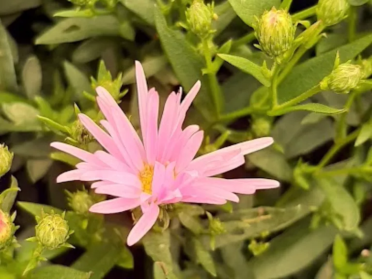 Aster novi belgii 'Brigitta'