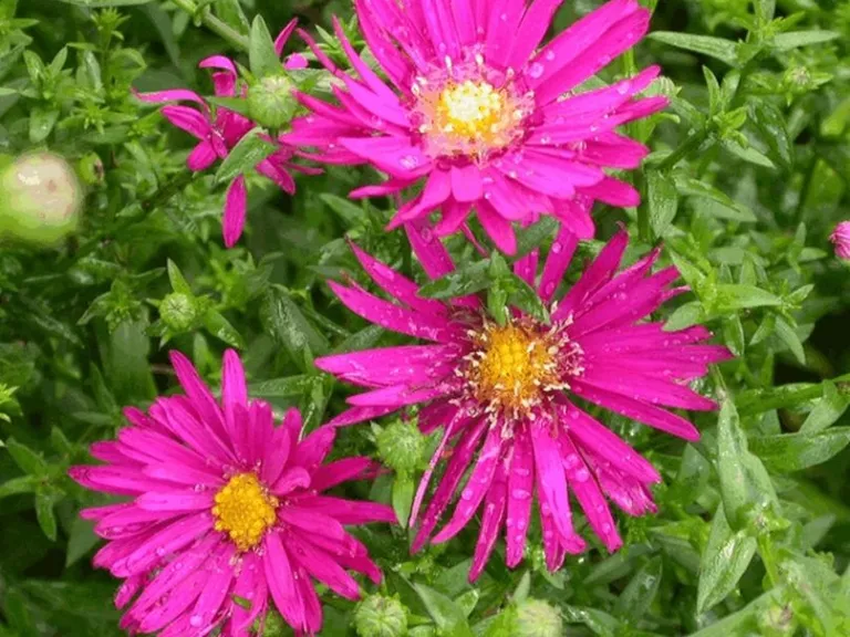 Aster novi belgii 'Crimson Brocade'