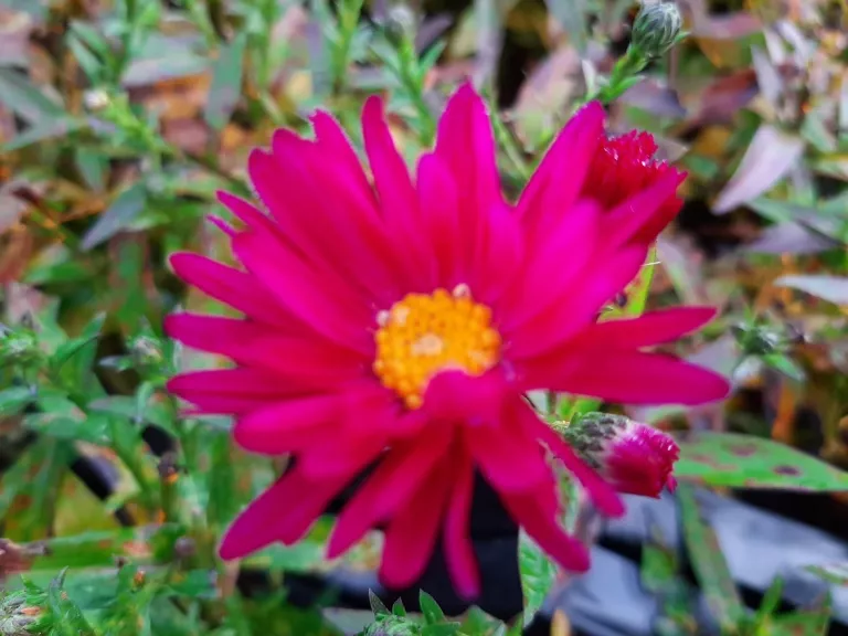 Aster novi belgii 'Neron'