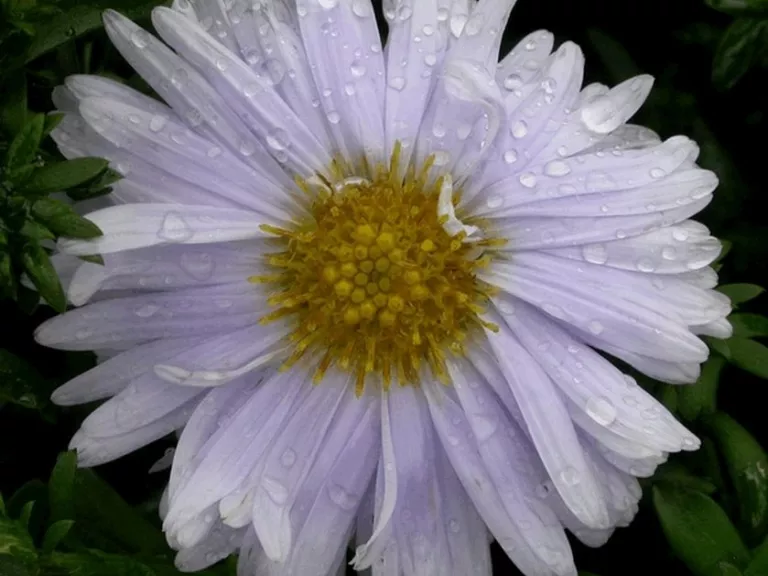 Aster novi belgii 'Porzellan'