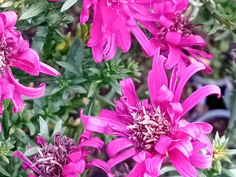 Aster n.belg. 'Royal Ruby'