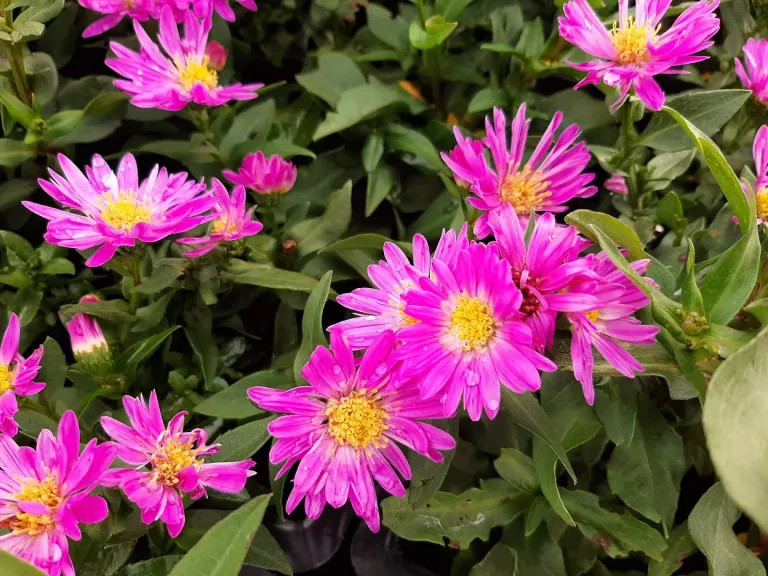 Aster novi belgii 'Sarah Ballard'