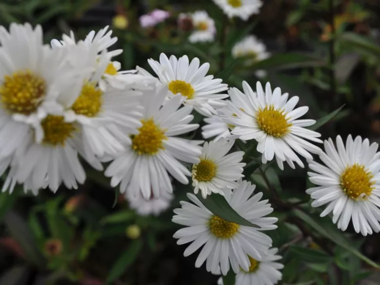 Aster novi belgii 'White Ladies'