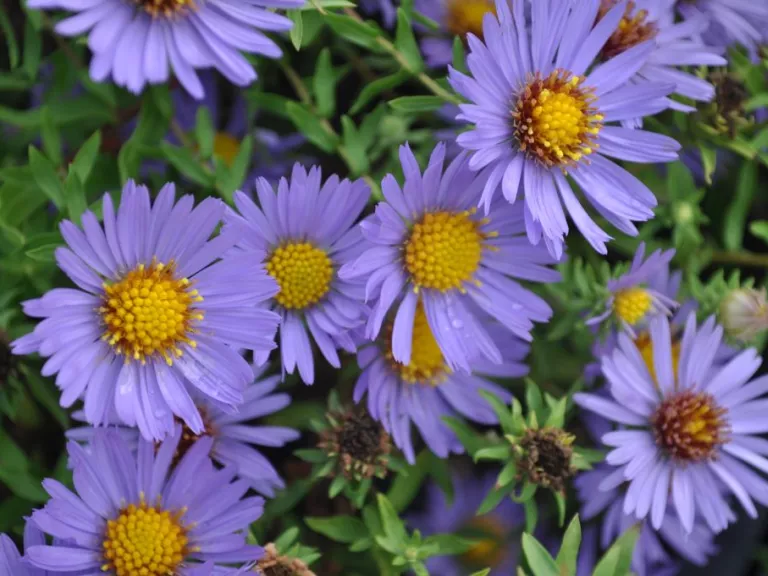 Aster oblongifolius 'October Skies'
