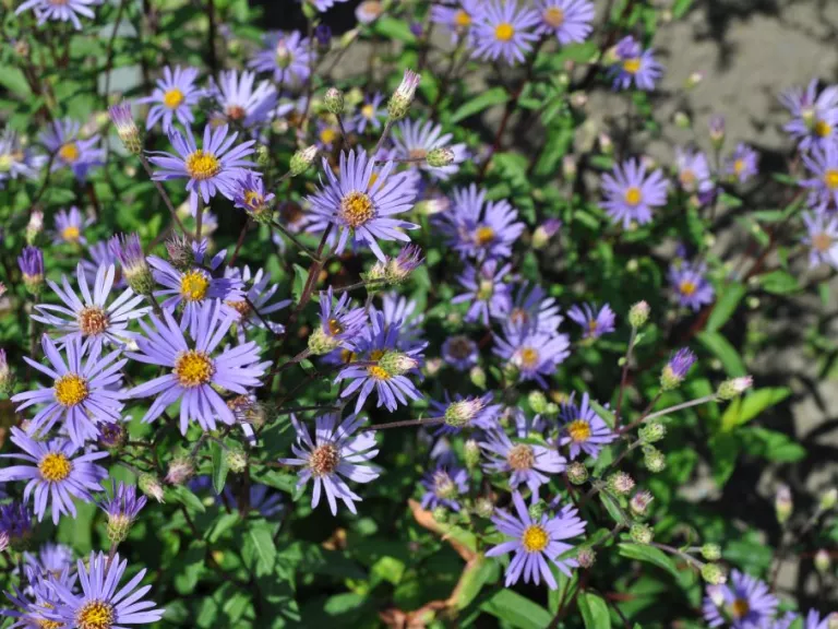 Aster radula 'August Sky'