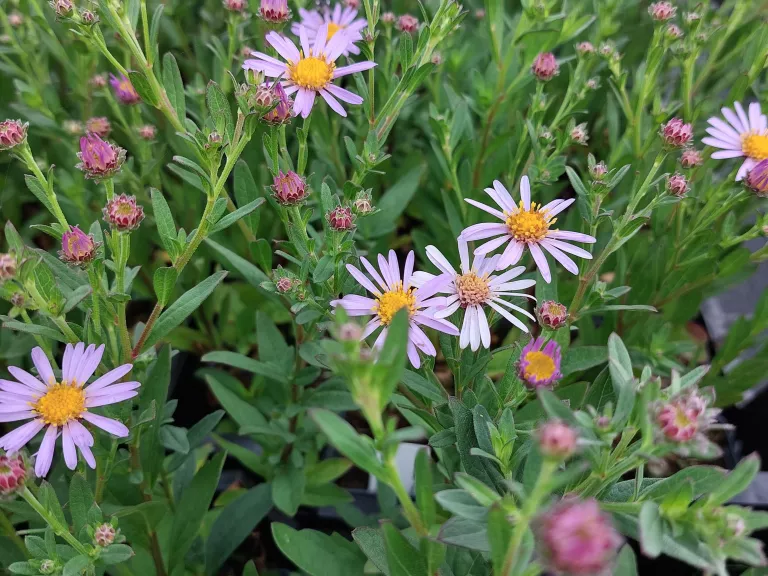 Aster spectabilis 'Macho Blue' (Eurybia)