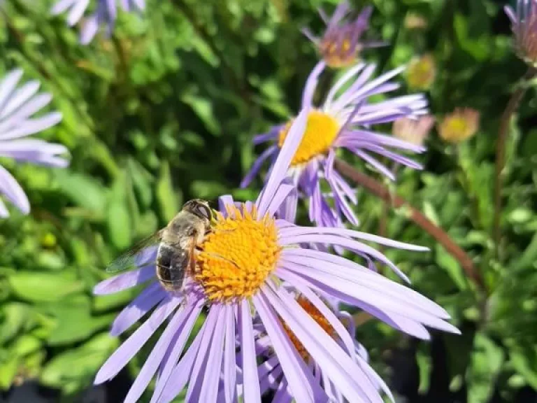 Aster tongolensis 'Napsbury'
