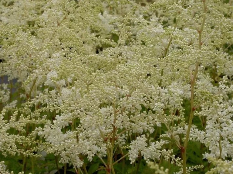 Astilbe arendsii 'Brautschleier'