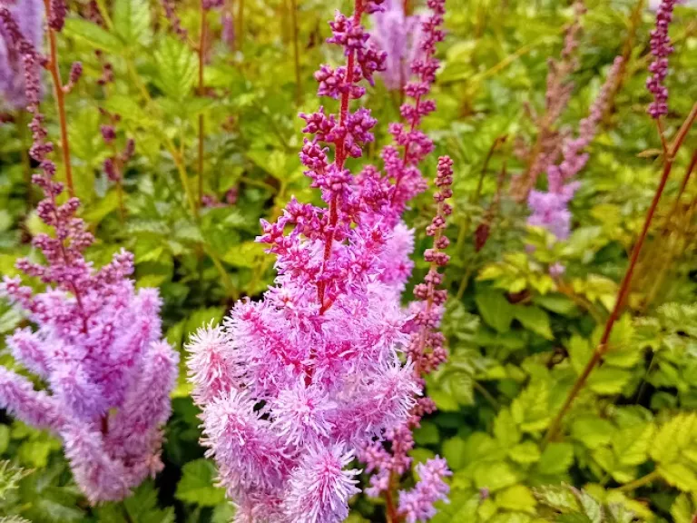 Astilbe chinensis 'Purpurkerze'