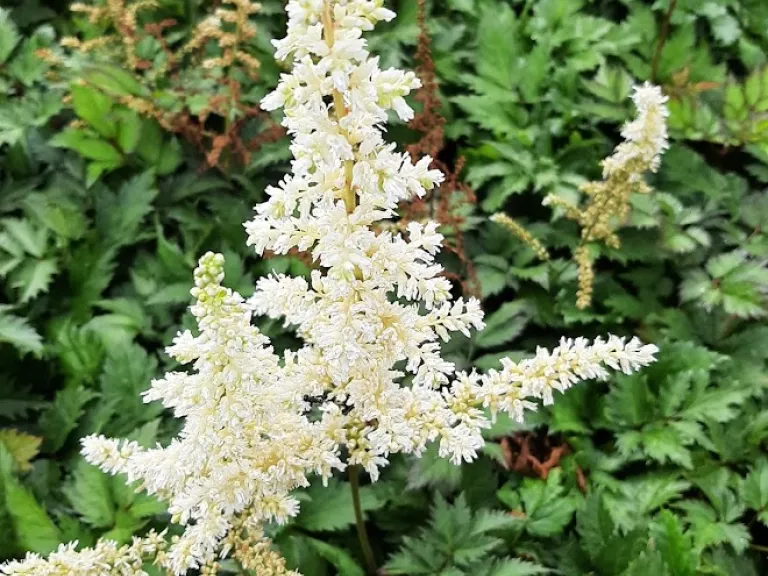 Astilbe chinensis 'Vision in White' (PBR)