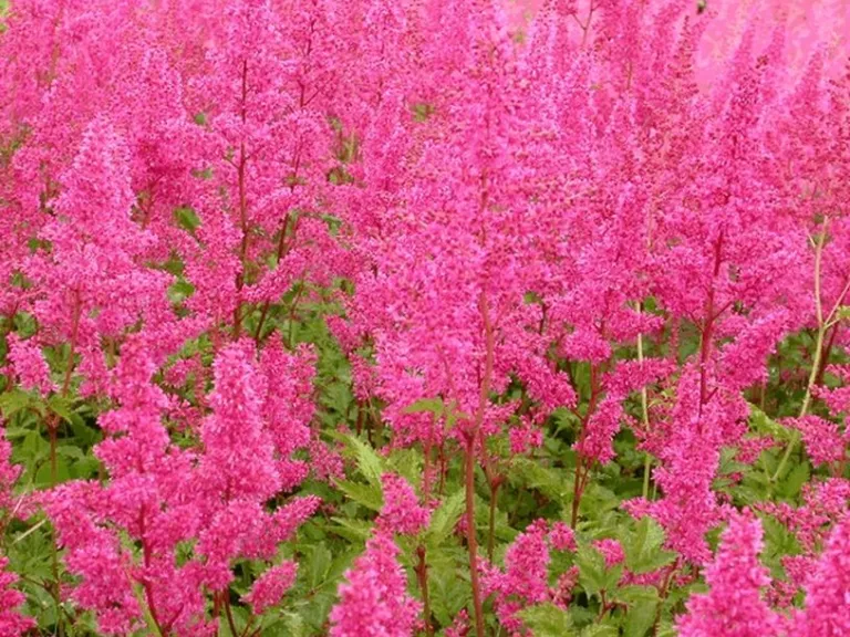 Astilbe japonica 'Bremen'