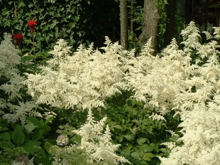 Astilbe japonica 'Deutschland'