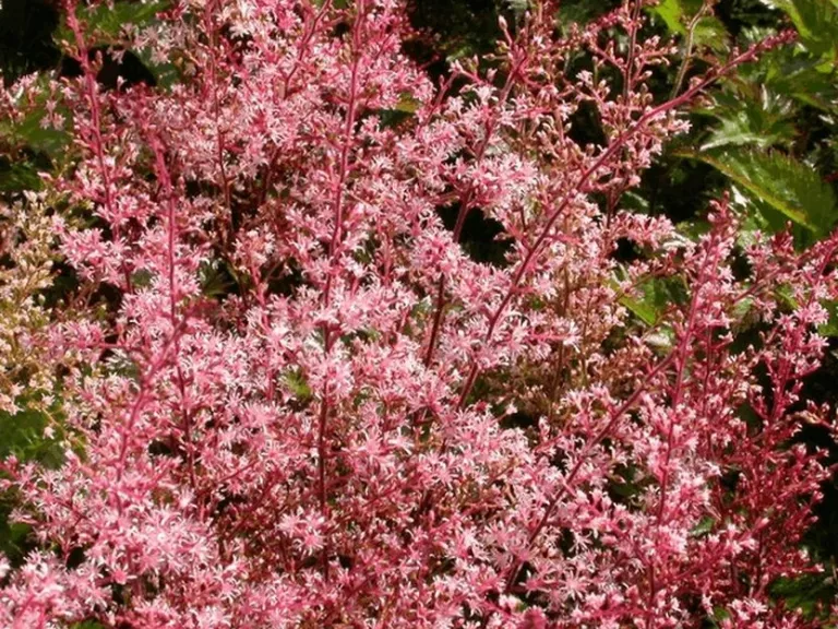 Astilbe simplicifolia 'Inshriach Pink'