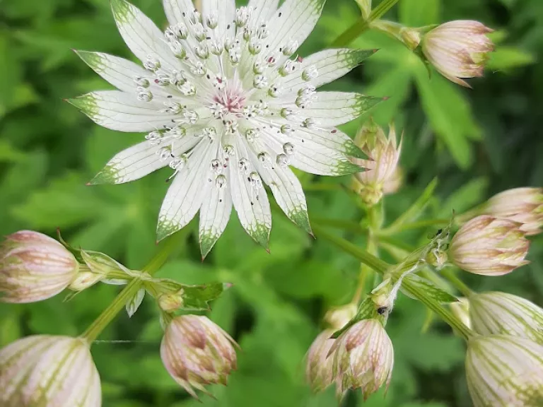 Astrantia major 'Shaggy'