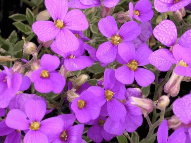 Aubrieta hybride 'Argenteovariegata'